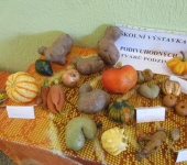 Podzimní výstavka netradičních tvarů ovoce a zeleniny